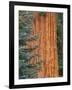 Evergreen and Sequoia Tree Trunk-Aaron Horowitz-Framed Photographic Print