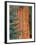 Evergreen and Sequoia Tree Trunk-Aaron Horowitz-Framed Photographic Print