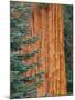 Evergreen and Sequoia Tree Trunk-Aaron Horowitz-Mounted Photographic Print