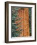 Evergreen and Sequoia Tree Trunk-Aaron Horowitz-Framed Photographic Print