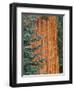 Evergreen and Sequoia Tree Trunk-Aaron Horowitz-Framed Photographic Print