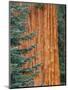 Evergreen and Sequoia Tree Trunk-Aaron Horowitz-Mounted Photographic Print
