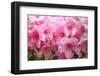 Evergreen azalea blooms in the spring and summer.-Mallorie Ostrowitz-Framed Photographic Print