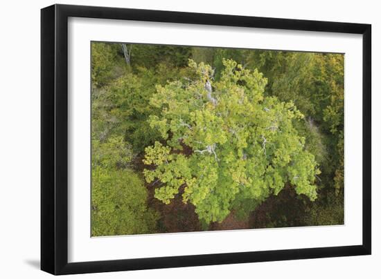 Evergreen Below-Staffan Widstrand-Framed Giclee Print