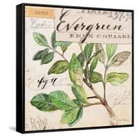 Evergreen Branch…Sketchbook-Angela Staehling-Framed Stretched Canvas