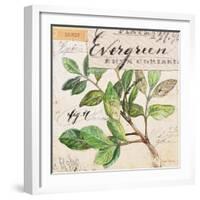 Evergreen Branch…Sketchbook-Angela Staehling-Framed Art Print