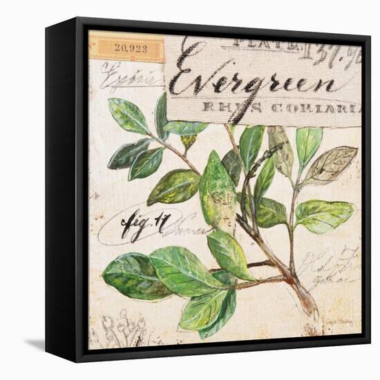 Evergreen Branch…Sketchbook-Angela Staehling-Framed Stretched Canvas