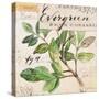 Evergreen Branch…Sketchbook-Angela Staehling-Stretched Canvas