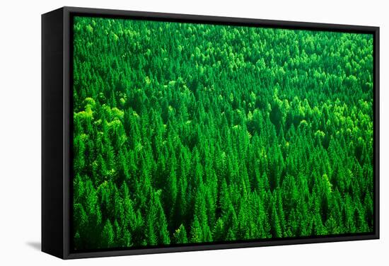 Evergreen Fir Tree Background, Bird Eye View on Fresh Pine Forest, Beautiful Abstract Natural Backd-Anna Omelchenko-Framed Stretched Canvas