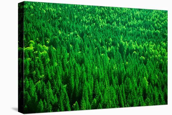 Evergreen Fir Tree Background, Bird Eye View on Fresh Pine Forest, Beautiful Abstract Natural Backd-Anna Omelchenko-Stretched Canvas