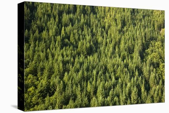 Evergreen Forest Near Mount Hood-Craig Tuttle-Stretched Canvas