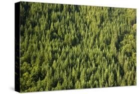 Evergreen Forest Near Mount Hood-Craig Tuttle-Stretched Canvas