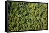 Evergreen Forest Near Mount Hood-Craig Tuttle-Framed Stretched Canvas