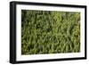 Evergreen Forest Near Mount Hood-Craig Tuttle-Framed Photographic Print