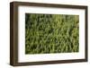 Evergreen Forest Near Mount Hood-Craig Tuttle-Framed Photographic Print