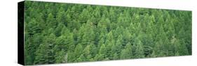 Evergreen Forest, Olympic National Park, Washington, USA-null-Stretched Canvas