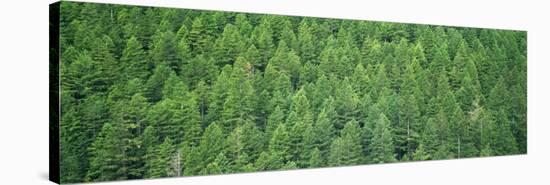 Evergreen Forest, Olympic National Park, Washington, USA-null-Stretched Canvas