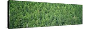 Evergreen Forest, Olympic National Park, Washington, USA-null-Stretched Canvas