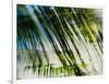 Evergreen No. 10-Sven Pfrommer-Framed Photographic Print