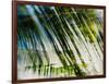 Evergreen No. 10-Sven Pfrommer-Framed Photographic Print