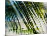 Evergreen No. 10-Sven Pfrommer-Mounted Photographic Print