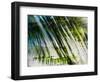 Evergreen No. 10-Sven Pfrommer-Framed Photographic Print