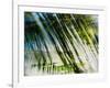 Evergreen No. 10-Sven Pfrommer-Framed Photographic Print