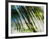 Evergreen No. 10-Sven Pfrommer-Framed Photographic Print