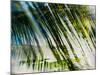 Evergreen No. 10-Sven Pfrommer-Mounted Photographic Print