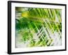 Evergreen No. 11-Sven Pfrommer-Framed Photographic Print