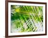 Evergreen No. 11-Sven Pfrommer-Framed Photographic Print