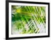 Evergreen No. 11-Sven Pfrommer-Framed Photographic Print