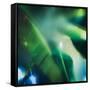 Evergreen No. 1-Sven Pfrommer-Framed Stretched Canvas