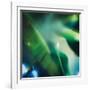 Evergreen No. 1-Sven Pfrommer-Framed Premium Photographic Print