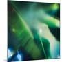 Evergreen No. 1-Sven Pfrommer-Mounted Premium Photographic Print