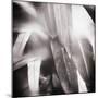 Evergreen No. 4-Sven Pfrommer-Mounted Photographic Print