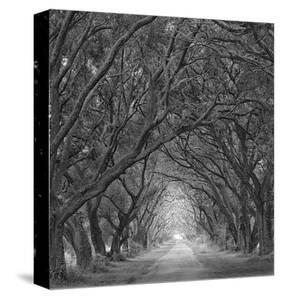 Evergreen Oak Alley (vertical view) (B/W)-William Guion-Stretched Canvas