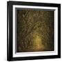 Evergreen Oak Alley (vertical view)-William Guion-Framed Art Print