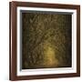 Evergreen Oak Alley (vertical view)-William Guion-Framed Art Print