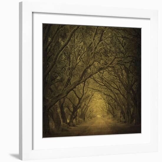 Evergreen Oak Alley (vertical view)-William Guion-Framed Art Print