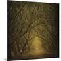 Evergreen Oak Alley (vertical view)-William Guion-Mounted Art Print