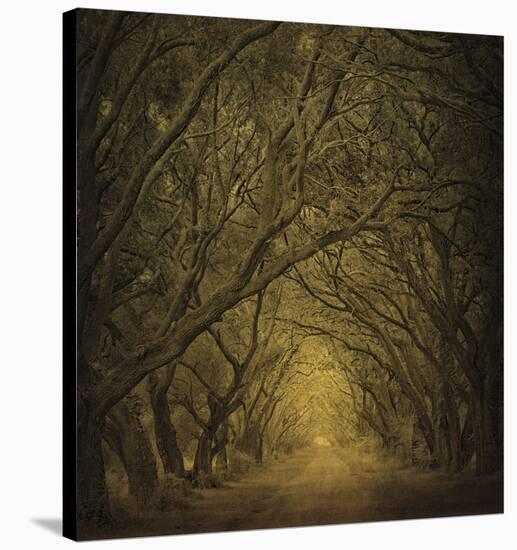 Evergreen Oak Alley (vertical view)-William Guion-Stretched Canvas