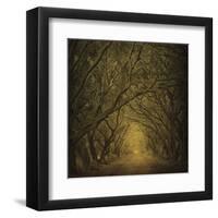 Evergreen Oak Alley (vertical view)-William Guion-Framed Art Print