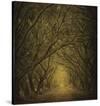 Evergreen Oak Alley (vertical view)-William Guion-Stretched Canvas