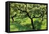 Evergreen Oak-null-Framed Stretched Canvas