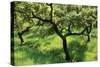 Evergreen Oak-null-Stretched Canvas