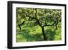 Evergreen Oak-null-Framed Photographic Print
