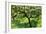 Evergreen Oak-null-Framed Photographic Print