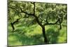 Evergreen Oak-null-Mounted Photographic Print