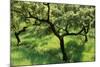 Evergreen Oak-null-Mounted Photographic Print